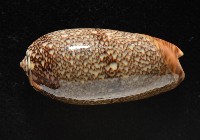 金唇榧螺藏品圖，第16張