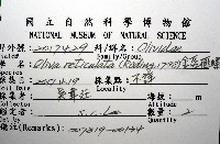 金唇榧螺藏品圖，第20張