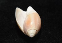 寬口彈頭螺藏品圖，第5張