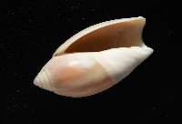 寬口彈頭螺藏品圖，第7張