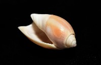 寬口彈頭螺藏品圖，第14張