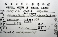 寬口彈頭螺藏品圖，第16張