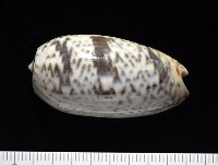 登錄號:007819-00136藏品圖，第1張