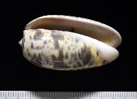登錄號:007819-00136藏品圖，第2張