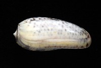 登錄號:007819-00136藏品圖，第3張