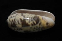 登錄號:007819-00136藏品圖，第4張