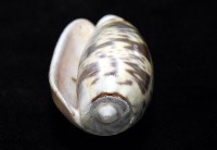 登錄號:007819-00136藏品圖，第5張
