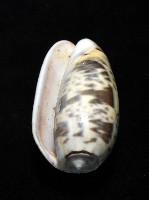 登錄號:007819-00136藏品圖，第6張