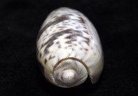 登錄號:007819-00136藏品圖，第7張
