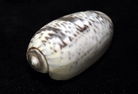 登錄號:007819-00136藏品圖，第8張