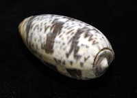 登錄號:007819-00136藏品圖，第9張