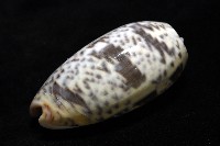 登錄號:007819-00136藏品圖，第10張
