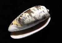 登錄號:007819-00136藏品圖，第12張