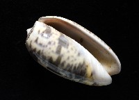 登錄號:007819-00136藏品圖，第13張