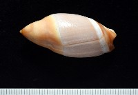日本彈頭螺藏品圖，第4張