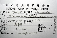 聳肩扭法螺藏品圖，第12張