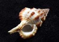 褐廇翼法螺藏品圖，第6張