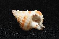 褐廇翼法螺藏品圖，第14張