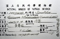褐廇翼法螺藏品圖，第16張