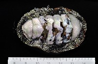 大駝石鱉(日本花棘石鱉)藏品圖，第1張
