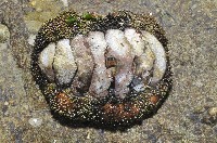 大駝石鱉(日本花棘石鱉)藏品圖，第6張