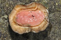 大駝石鱉(日本花棘石鱉)藏品圖，第7張