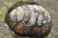 大駝石鱉(日本花棘石鱉)藏品圖，第8張
