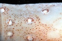深海玻璃魷魚藏品圖，第3張