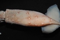深海玻璃魷魚藏品圖，第4張
