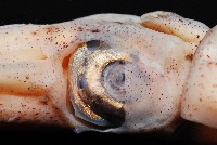 深海玻璃魷魚藏品圖，第6張