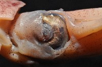 深海玻璃魷魚藏品圖，第7張