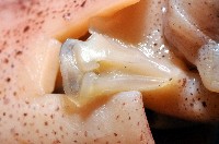 深海玻璃魷魚藏品圖，第8張