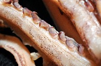 昆氏武裝魷藏品圖，第7張