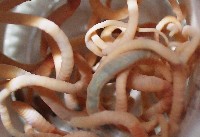 沿岸泮蚓藏品圖，第3張