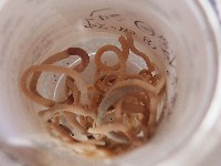 沿岸泮蚓藏品圖，第4張