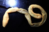 未知種遠環蚓藏品圖，第1張