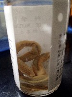 未知種遠環蚓藏品圖，第3張