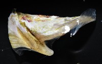 美麗笠藤壺藏品圖，第9張