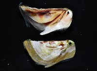 美麗笠藤壺藏品圖，第12張