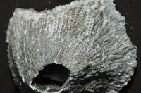 黑潮笠藤壺藏品圖，第4張