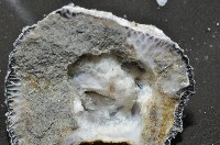 黑潮笠藤壺藏品圖，第6張