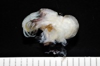 黑潮笠藤壺藏品圖，第7張