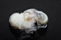 黑潮笠藤壺藏品圖，第8張