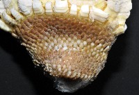 龜足茗荷(龜爪茗荷)藏品圖，第6張