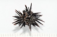 梅氏長海膽藏品圖，第3張