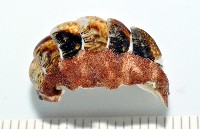 索氏眼鏡石鱉藏品圖，第4張