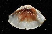 索氏眼鏡石鱉藏品圖，第12張