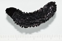 非洲異瓜參藏品圖，第1張