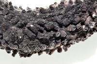 非洲異瓜參藏品圖，第3張