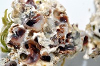 未知種蛇螺藏品圖，第4張